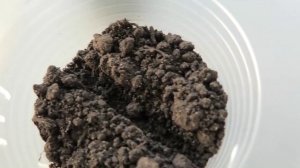 О посеве помидоров на рассаду