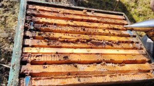 14.03.2026.псковская область