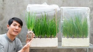 Супермини-теплица для выращивания зеленого лука. Выращивание для употребления в пищу круглый год