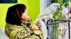 Какаду Кеша ОТОМСТИЛ Жорику за недавнюю драку, он просто «СЕЛ НА ГОЛОВУ» конкуренту которого гладят!