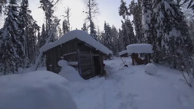 ПОДНЯЛИ ЛОСЕЙ С ЛЁЖКИ. ПРОВЕРИЛ ОСТАТКИ КАПКАНОВ. ЗАБУКСОВАЛ НА БУРАНЕ. 6 серия