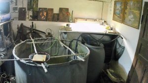 Форель в домашних условиях. УЗВ с янтарной форелью и золотыми карасями на живом и натуральном корме.