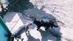 Засолила Сало/Будни Нашей Семьи/Сельская Жизнь