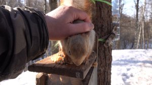 Толстая забежала перекусить