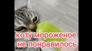 Коту мороженое не понравилось