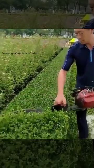 16 стрижка кустарника