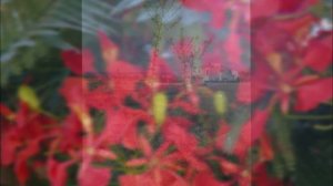 Карина Королева-Гембицкая Пьеса "Ниточка Любви"