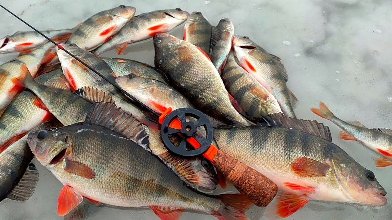 Самая лучшая Рыбалка 2026. Поймал Гору Рыбы. Все Завидуют. Лучшая Русская Рыбалка 2026 Онлайн