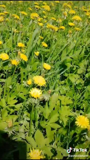 Летняя атмосфера