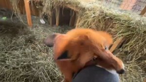 Лиса-Алиса. Лис Игнис поймал коленку