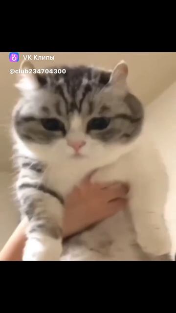 А мяу ааааа