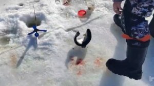 Спортзона.Поимки Форели