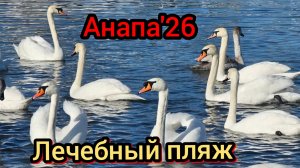 #Анапа #лечебныйпляж #водоросли #многолюдейнапляже 14-03-2026