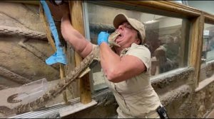 Случаи С Животными Снятые На Камеру