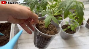 СКОРАЯ ПОМОЩЬ РАССАДЕ ТОМАТОВ, не загубите