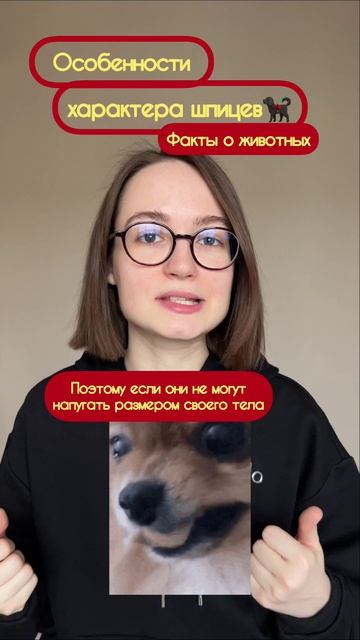 Особенности характера шпица🥰 Подписка - и новые факты каждый день обеспечены!))