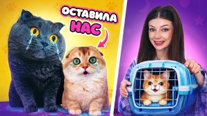Оставила своих питомцев и взяла новых? Реакция кошечки Баттерс и котика Персика на новых питомцев