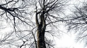 Прогулка в лесу на 8 марта.