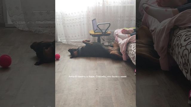 Анка в память о Кире