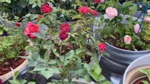 Садовый минимализм. Роза, как драгоценный акцент.