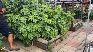 В гостях В ОГОРОДЕ ПРО открытый грунт и теплицы