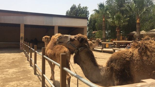 Кипр зоопарк верблюды