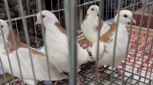 14.03.2026г Москва ,Голубиный Рай!!!