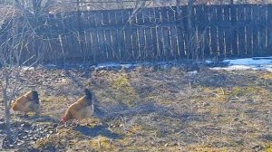 14. 03. 26 #Садиогородсвоимируками