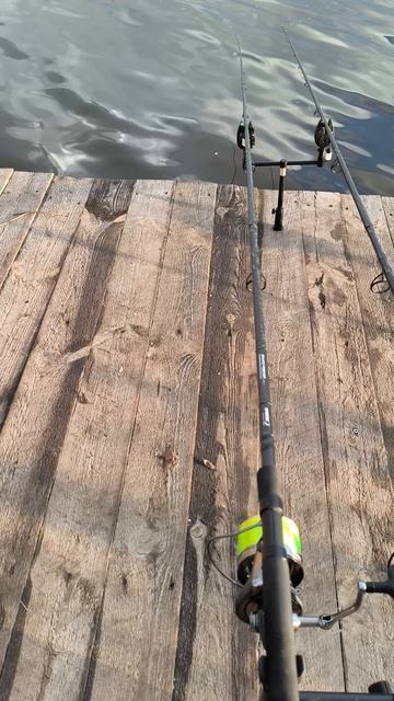 Поклёвка карпа, флеетфидер