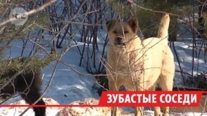 Бездомные собаки покусали двоих детей в садоводстве «Энергетик-3» в Иркутске