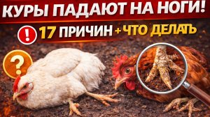 Куры ВНЕЗАПНО падают на ноги? 😱 17 причин и что срочно делать | Спасаем кур



Курица ещё вчера бег