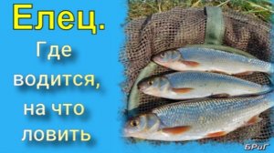 Елец. Где водится, на что ловить.