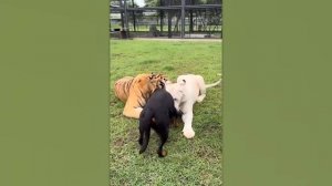 When Your Pet Brings Home a Friend