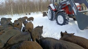 Охота на Кабана