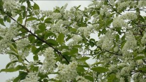 Белая черёмуха