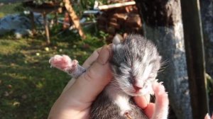 АРХИВ 19-Й ГОД. ПРИБАВЛЕНИЕ В ХОЗЯЙСТВЕ.