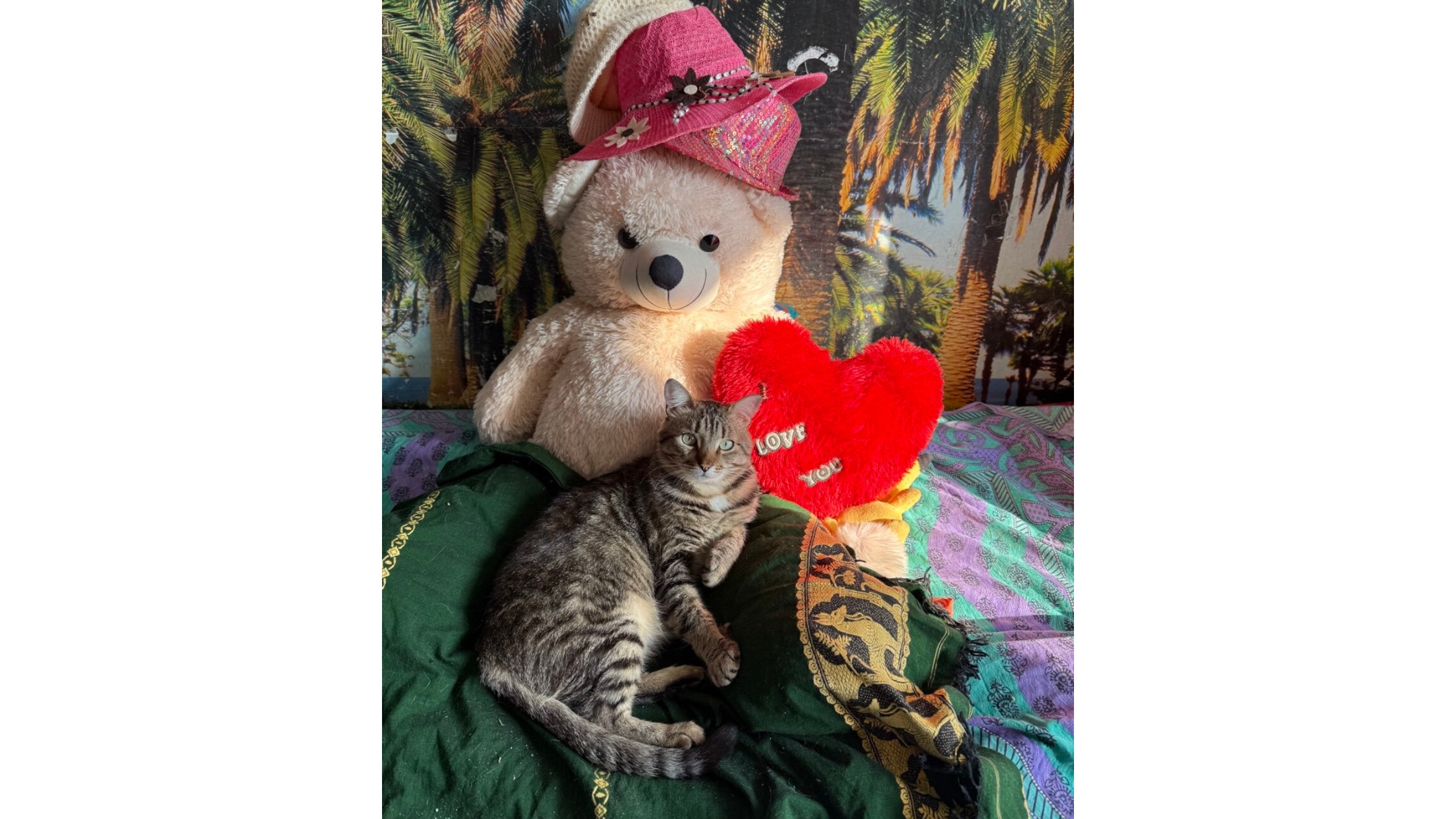 Лапочка Зиточка😻😘😍🥰🤩😁🐈🥳🎉