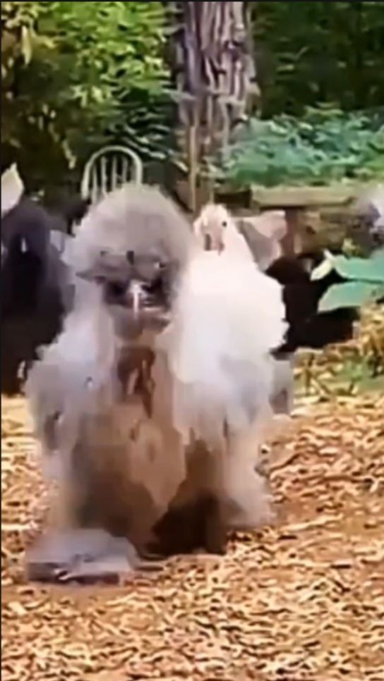 Декоративные курочки. Какие красивые бывают породы кур. Забавные животные