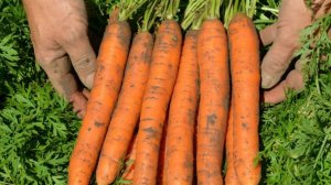 2 бесплатные добавки в почву, чтобы морковь росла крупной, ровной и без разветвлений