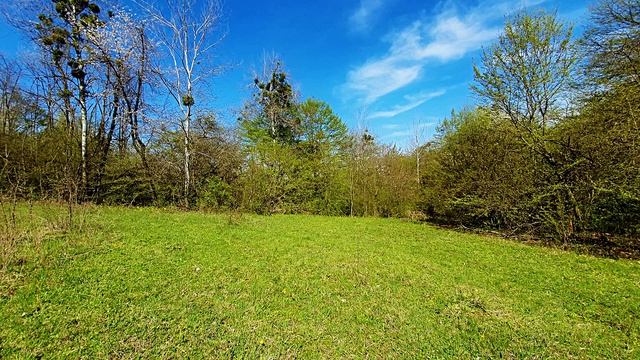 Звук природы. Птицы. Чекан луговой на лесной опушке поет