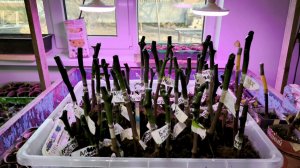 настольная прививка