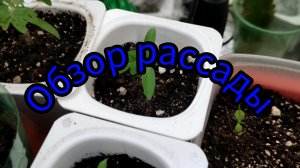 Обзор рассады на 14 марта 2026г.