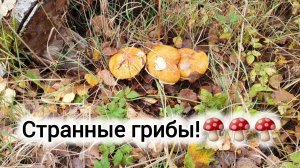 1-2.10.2024 ЗАРАЗИЛ МЕНЯ!😣СОБИРАЮ СЕМЕНА ПЕТУНИЙ!🌸ЧЕСНОК ГИГАНТ!🧄КРЮЧКИ ДЛЯ ТОМАТОВ!