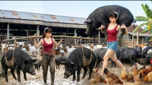 388 дней таймлапс , сбор урожая, 200- килограмовые свиньи отправляются на сельский рынок.