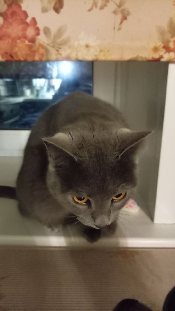 Чё? Соня #кошки