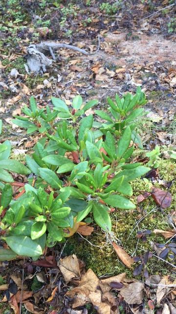 МОМЕНТЫ НА ПРИРОДЕ. РОДОДЕНДРОН