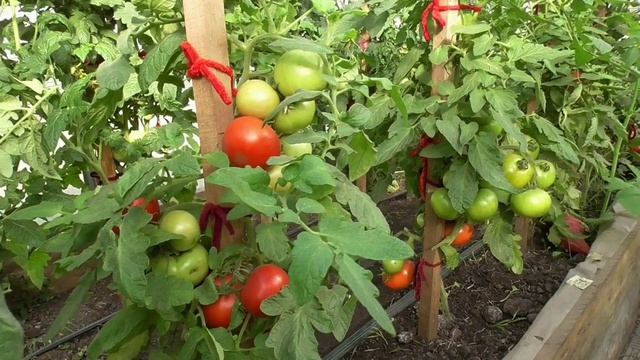 ПОСЕВЫ 2026-74. Посеяла томат Мамонтенок. Какой он получается в теплице, показываю.