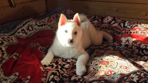 Пока режу мясо