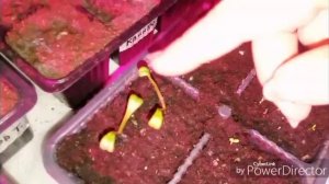 Вкусные щи / Как моя рассада.