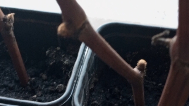 Посадка черенков винограда.